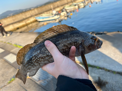 アイナメの釣果