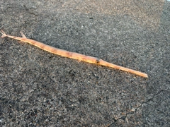 アオヤガラの釣果