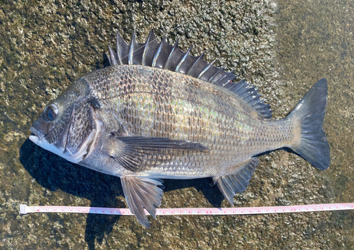 クロダイの釣果