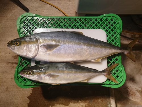 ハマチの釣果