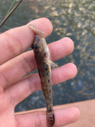 マハゼの釣果