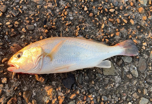 イシモチの釣果