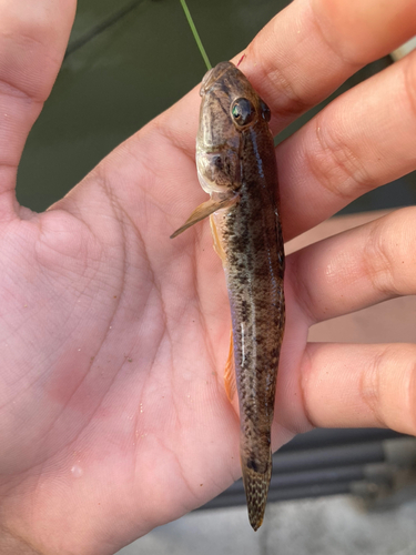 マハゼの釣果