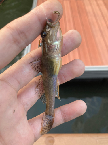 マハゼの釣果