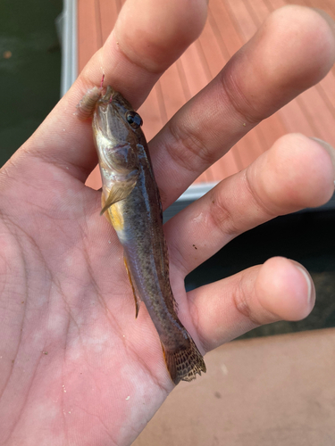 マハゼの釣果