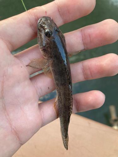 マハゼの釣果