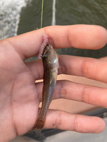 マハゼの釣果