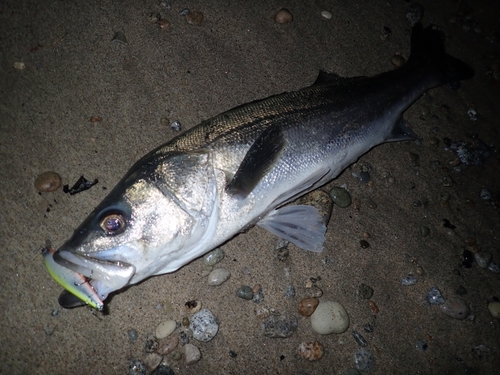 スズキの釣果