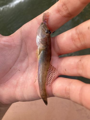 マハゼの釣果