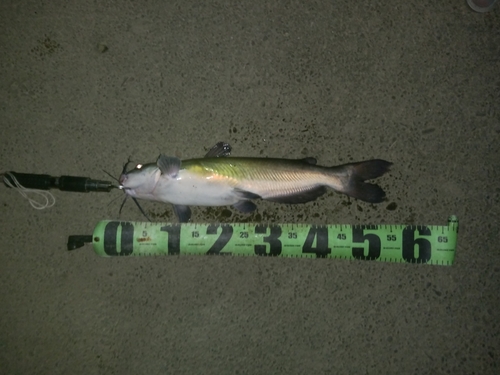 アメリカナマズの釣果