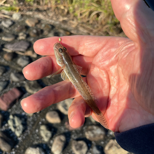 ハゼの釣果