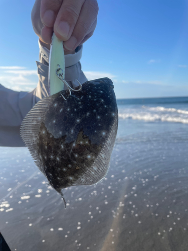 ソゲの釣果