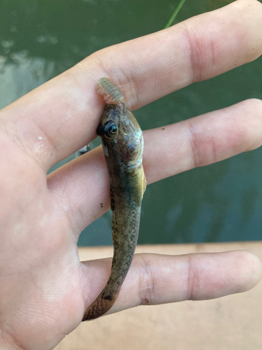 マハゼの釣果