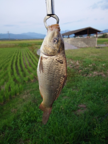 コイの釣果