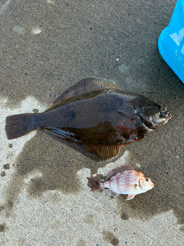 カレイの釣果