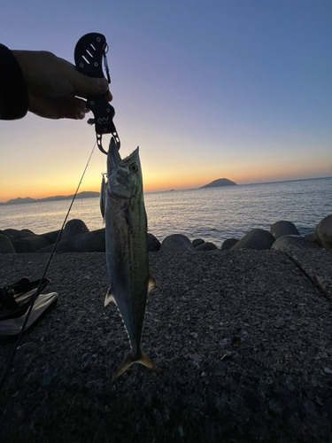 サゴシの釣果