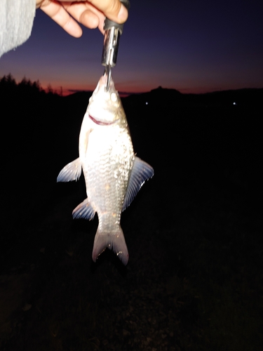 フナの釣果