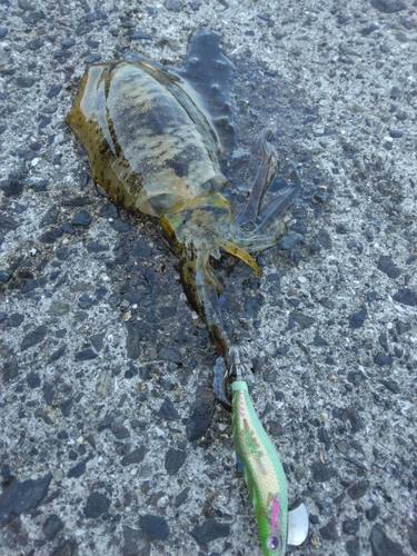 アオリイカの釣果