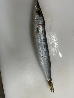 カマスの釣果