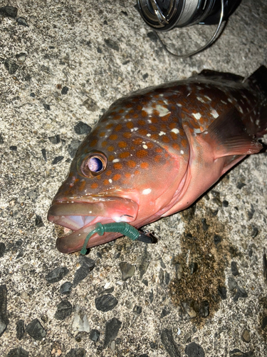 アコウの釣果