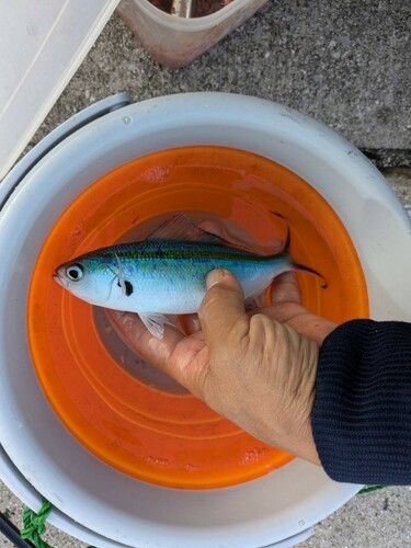 ササムロの釣果