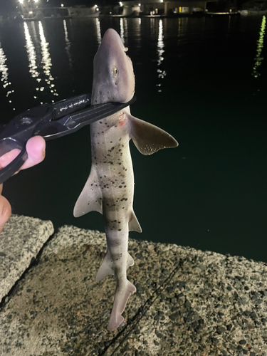 ドチザメの釣果