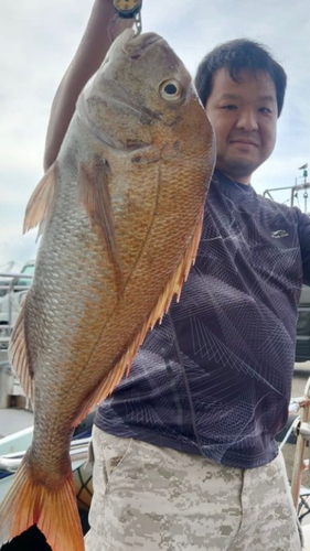 マダイの釣果