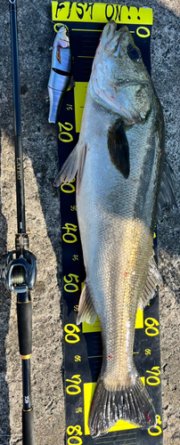 シーバスの釣果