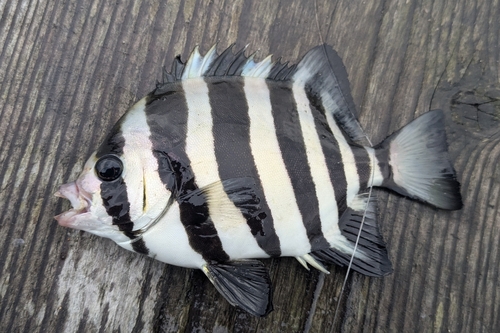 サンバソウの釣果