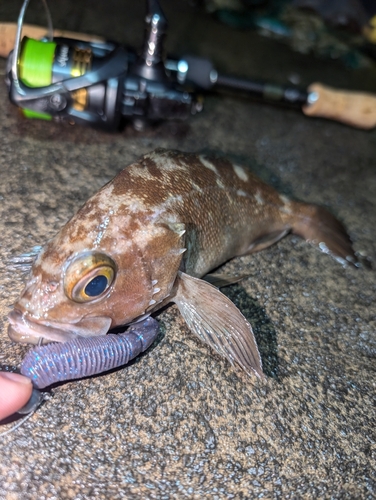 エゾメバルの釣果