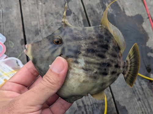 カワハギの釣果