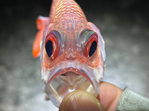 アカマツカサの釣果