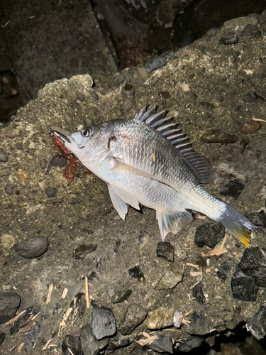 キビレの釣果