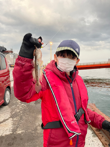 クロソイの釣果