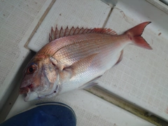 マダイの釣果