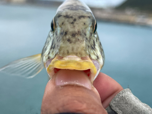 ムネアカクチビの釣果