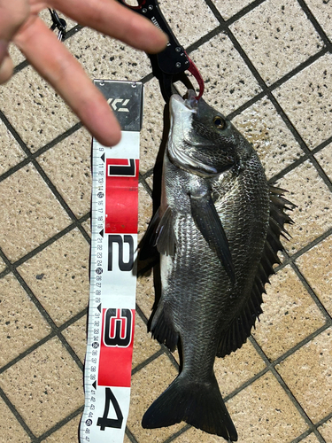 スズキの釣果