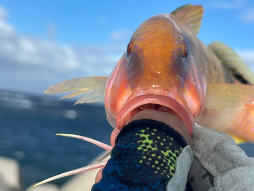 コバンヒメジの釣果