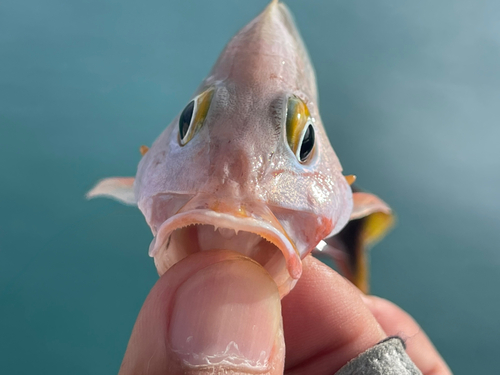 ヒメフエダイの釣果