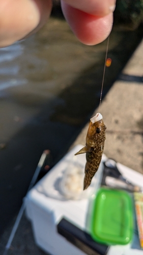 テナガエビの釣果