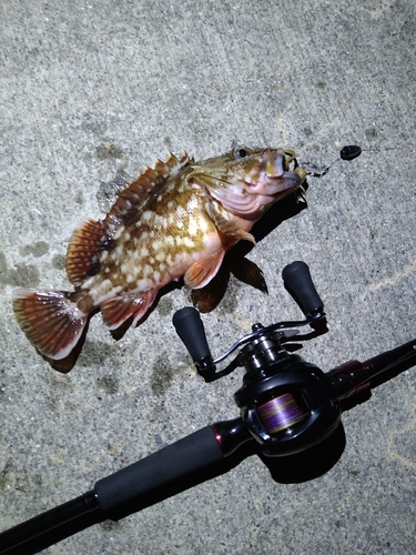 カサゴの釣果