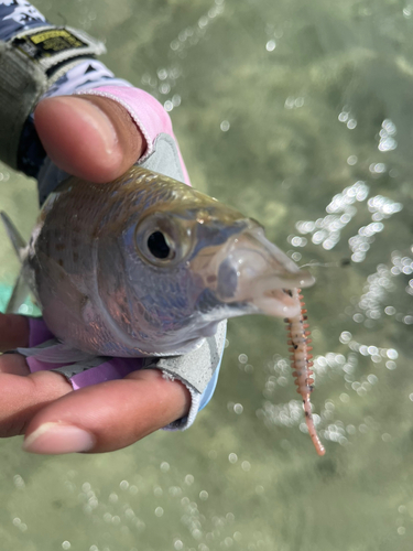 ツッパリサギの釣果