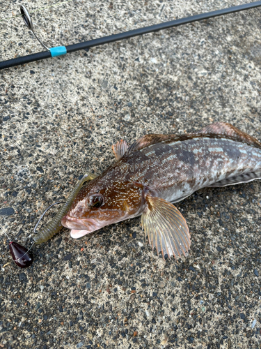 アイナメの釣果