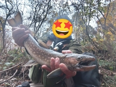 アメマスの釣果