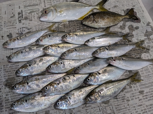 コノシロの釣果