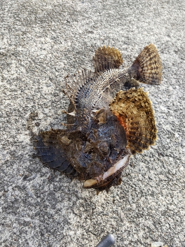 トウベツカジカの釣果