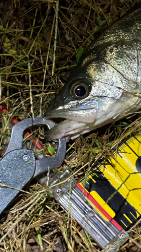 シーバスの釣果