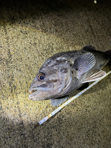 クロソイの釣果