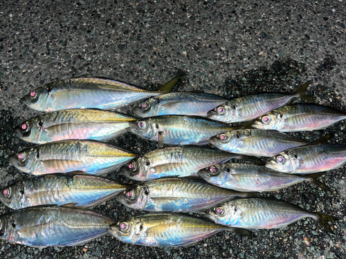 アジの釣果