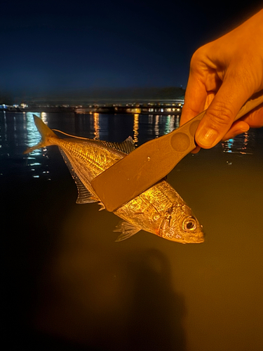 釣果